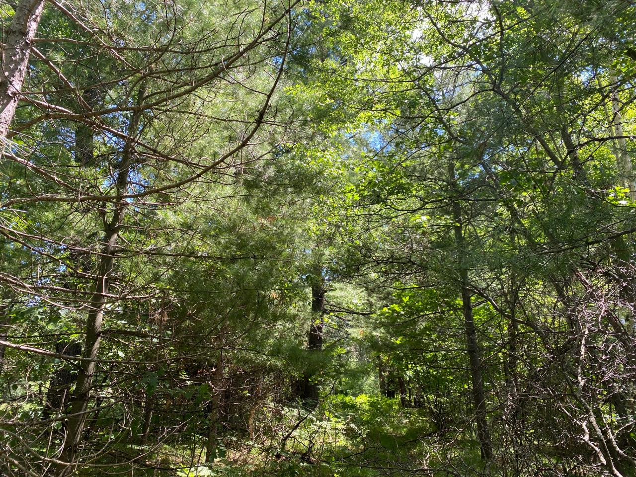 2817 Prairie Lake Road Tomahawk, WI 54487 - Photo 9 of 20 Gallery Image 9