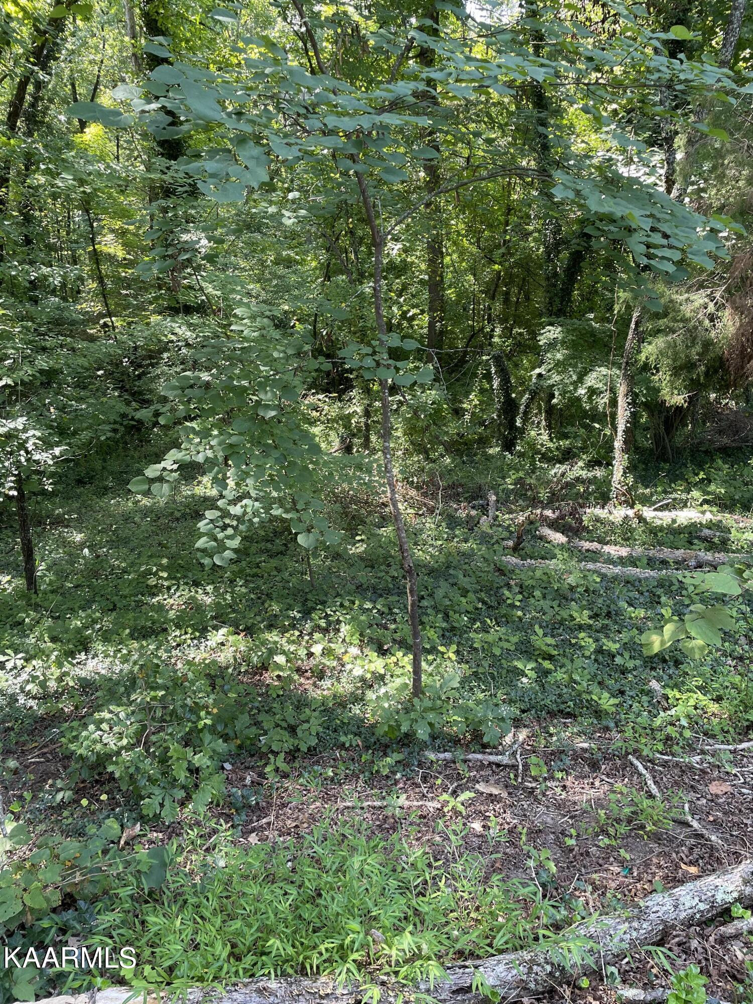 169 California Avenue Oak Ridge, TN 37830 - Photo 42 of 43 E457607A-A56C-4CA7-8AD3-D3E53558CB07