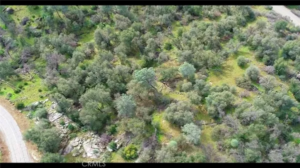 a view of a forest with lots of trees