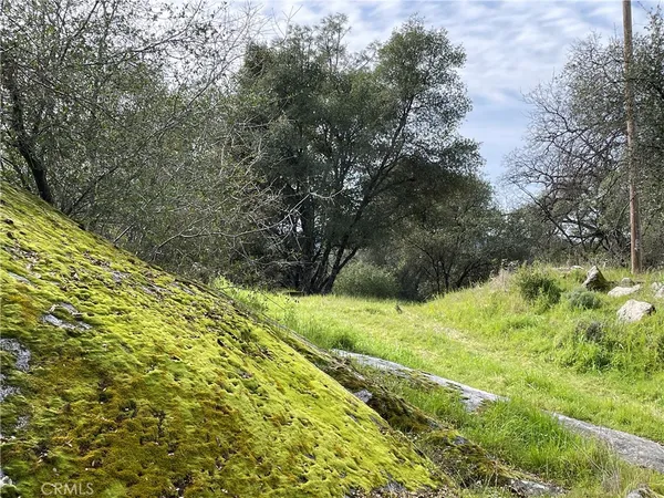 a view of a yard with a tree
