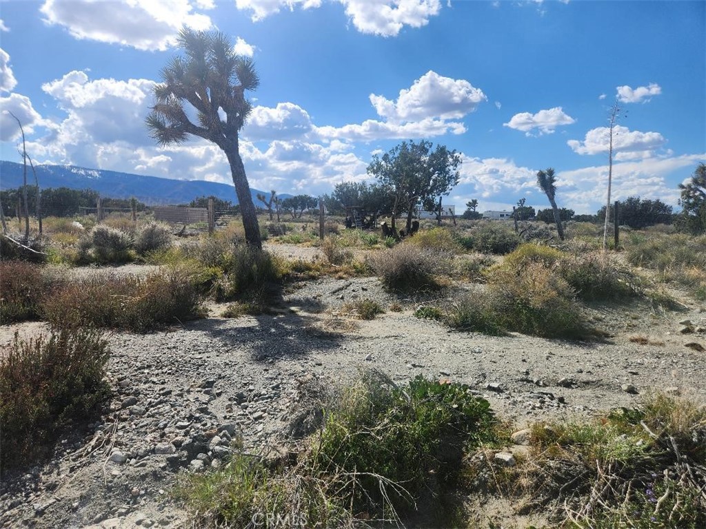 2647 Minero Road Phelan, CA 92371 - Photo 6 of 11 a view of a yard with a tree