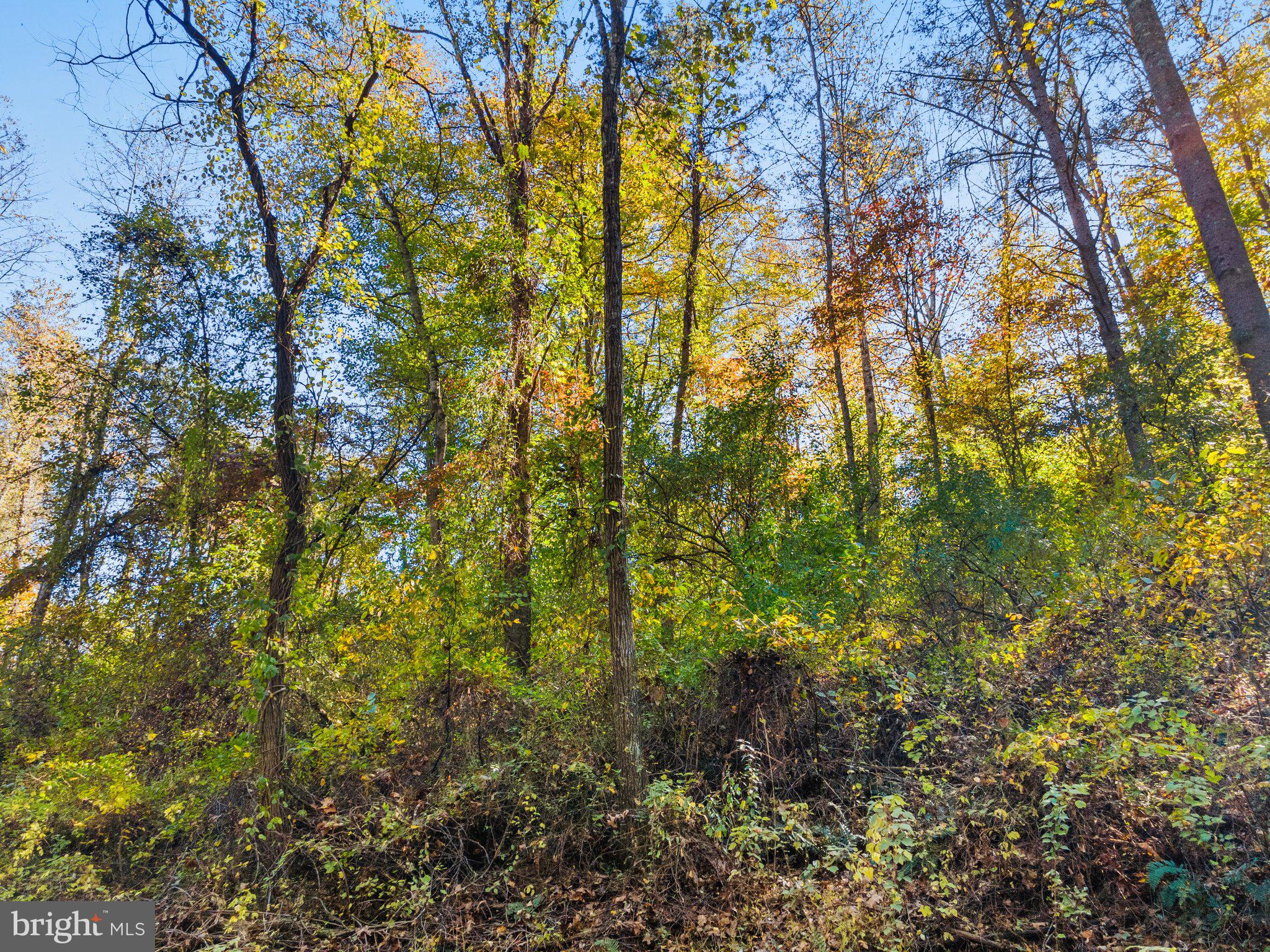 Long Mountain Road Washington, VA 22747 - Photo 4 of 24