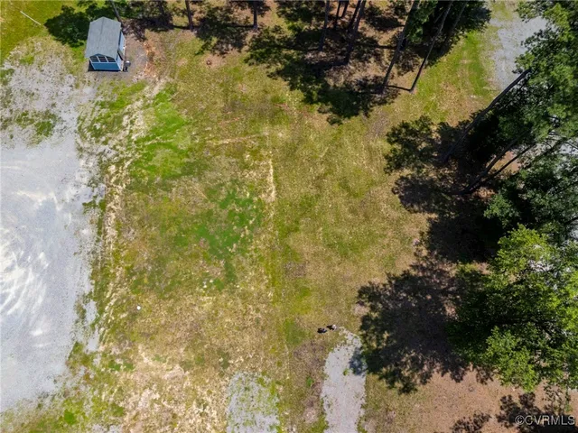 a close up of a tree in a yard