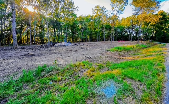 a view of a backyard with large trees