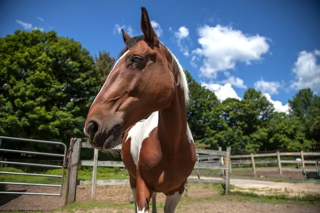 a view of outdoor space and garden