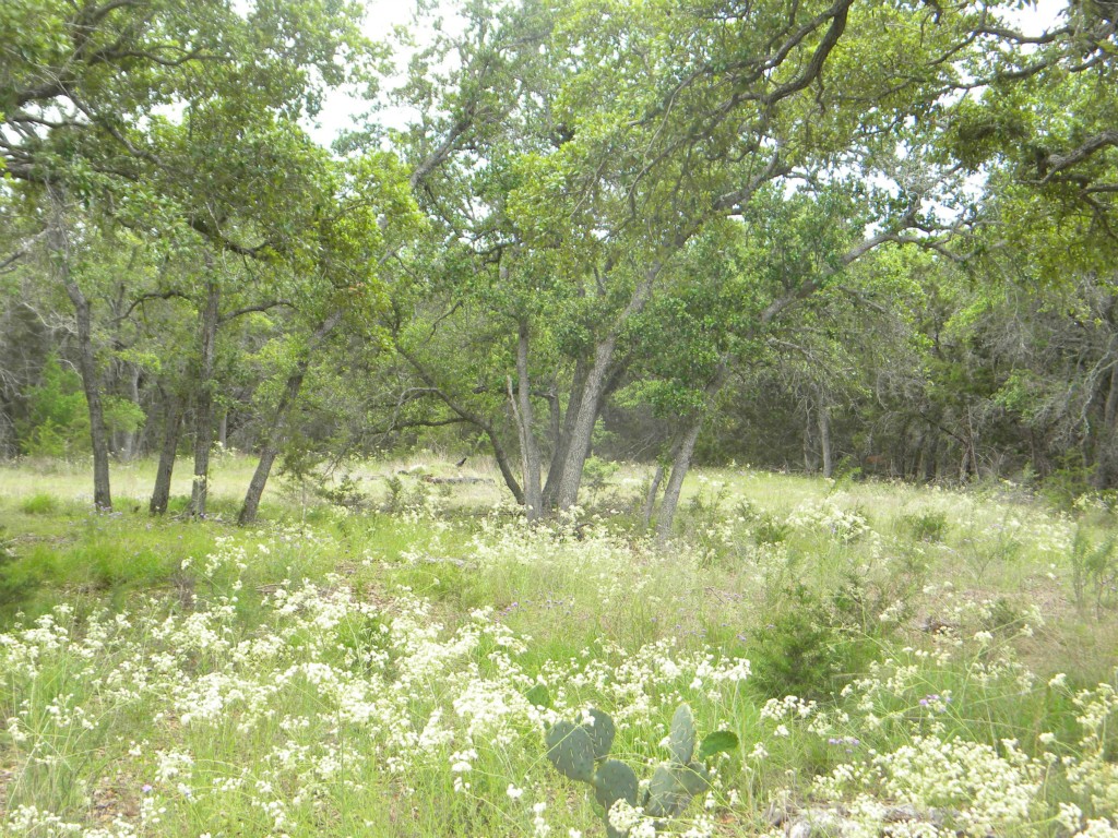 300 Little River Road Liberty Hill, TX 78642 - Photo 1 of 1 a backyard of a house with lots of green space and garden