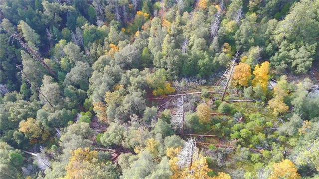 a view of a forest with a tree