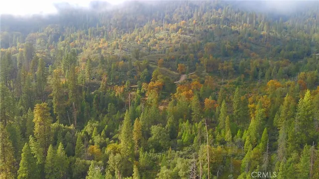 a close up of a plant