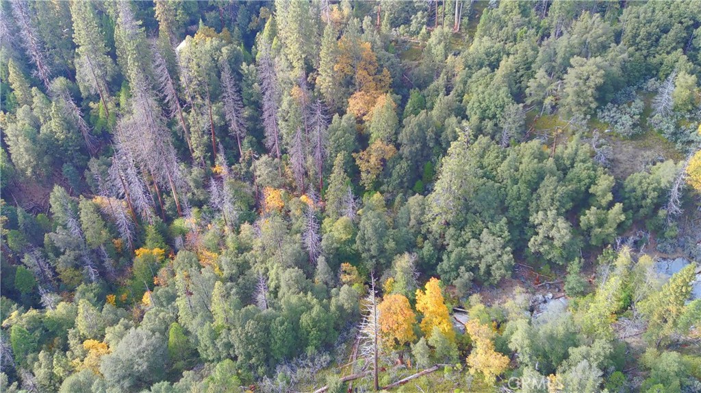 6180 Chowchilla Mountain Road Mariposa, CA 95338 - Photo 10 of 11 a view of a forest with a tree