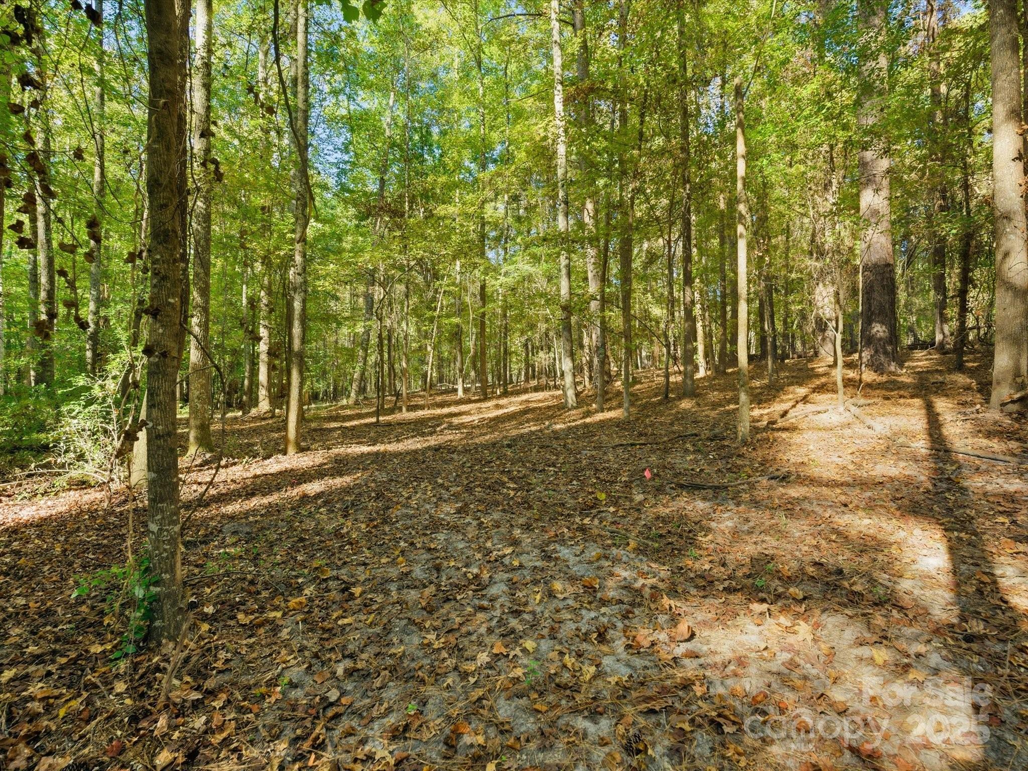a view of yard with trees