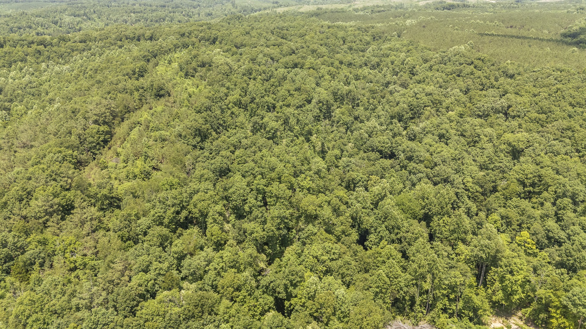 912 Simmons Branch Road Waynesboro, TN 38485 - Photo 6 of 21