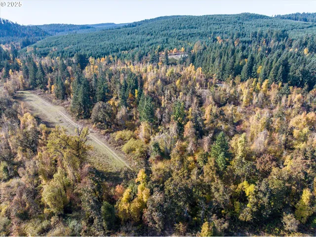 a view of a bunch of trees and bushes