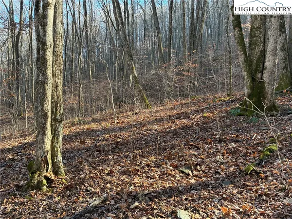a close up of a plant in a garden