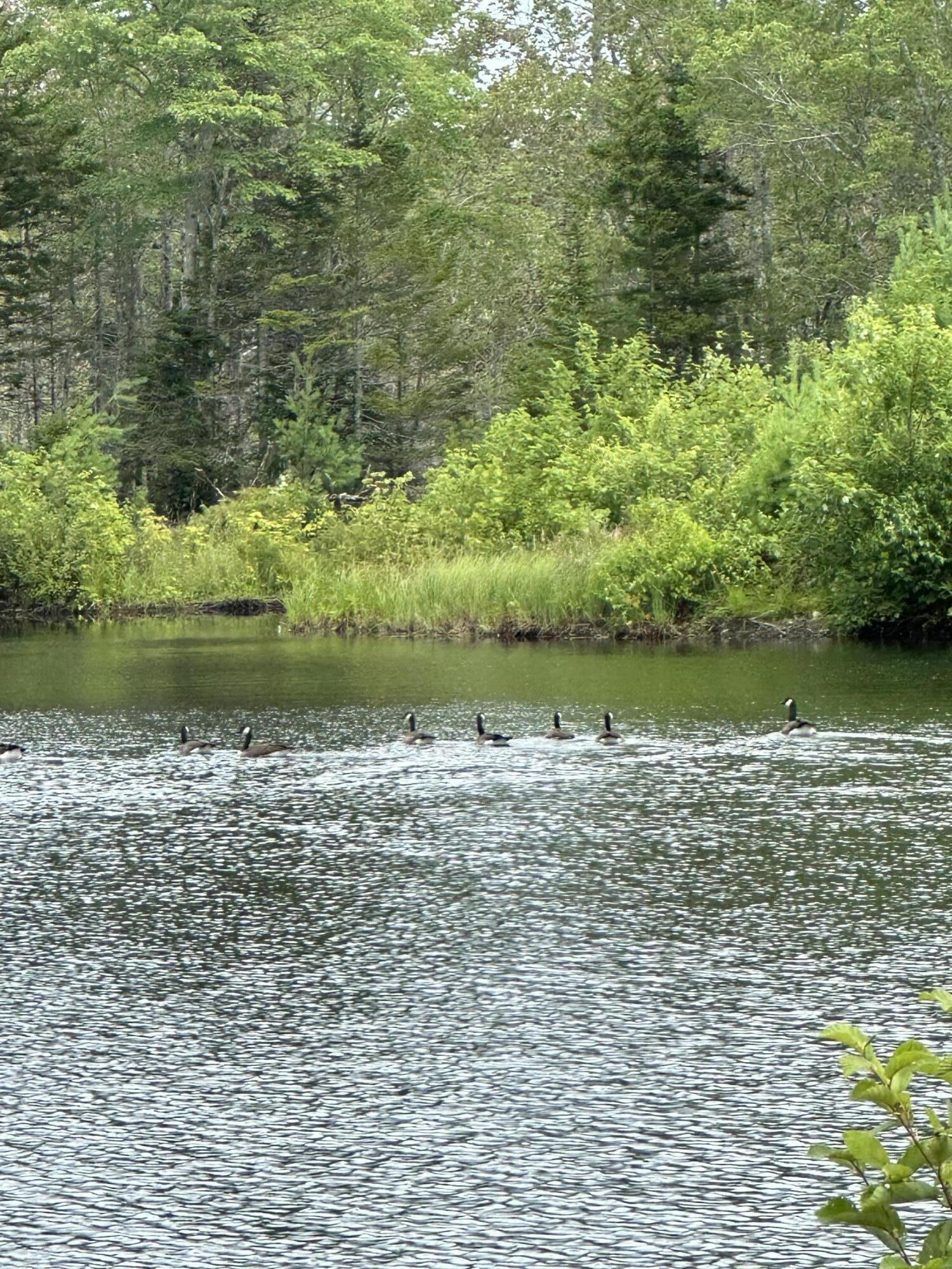 0 Plains Road Liberty, ME 04949 - Photo 36 of 37 IMG_6471