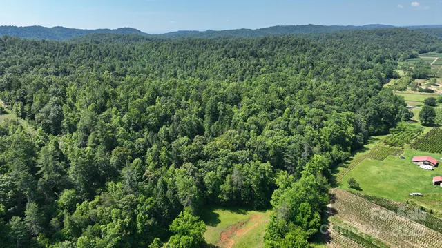 a view of a lush green forest