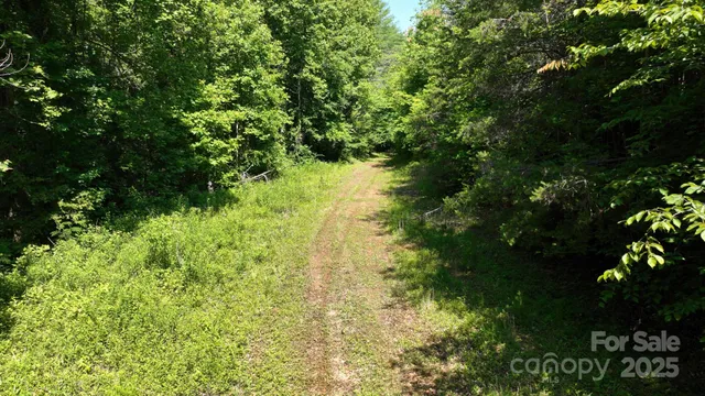 a view of a lush green forest