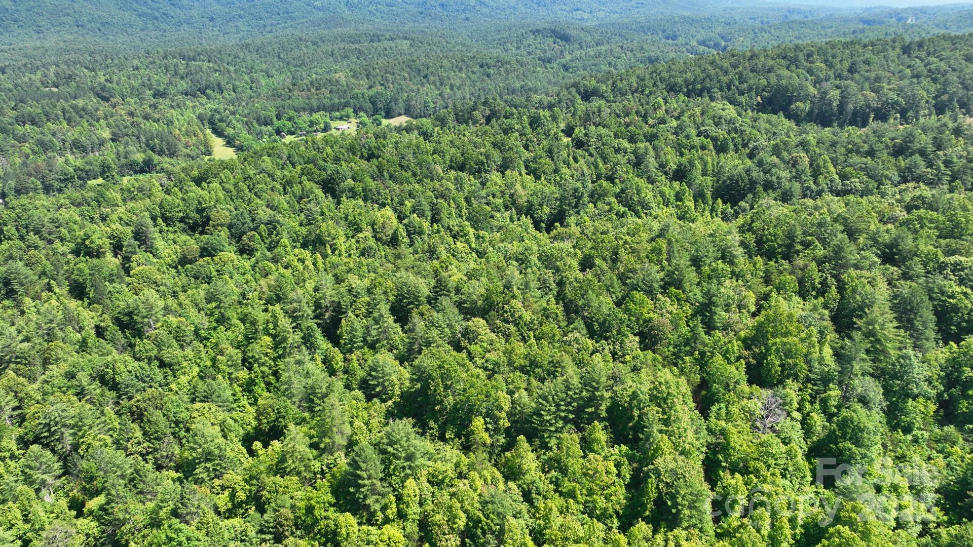 2941 Roby Martin Road Lenoir, NC 28645 - Photo 36 of 47 a view of a lush green forest