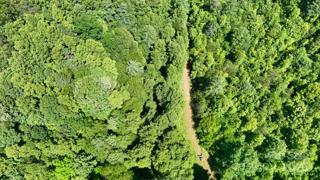 a view of a tree in a yard