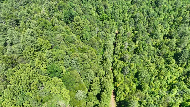 a view of a lush green forest