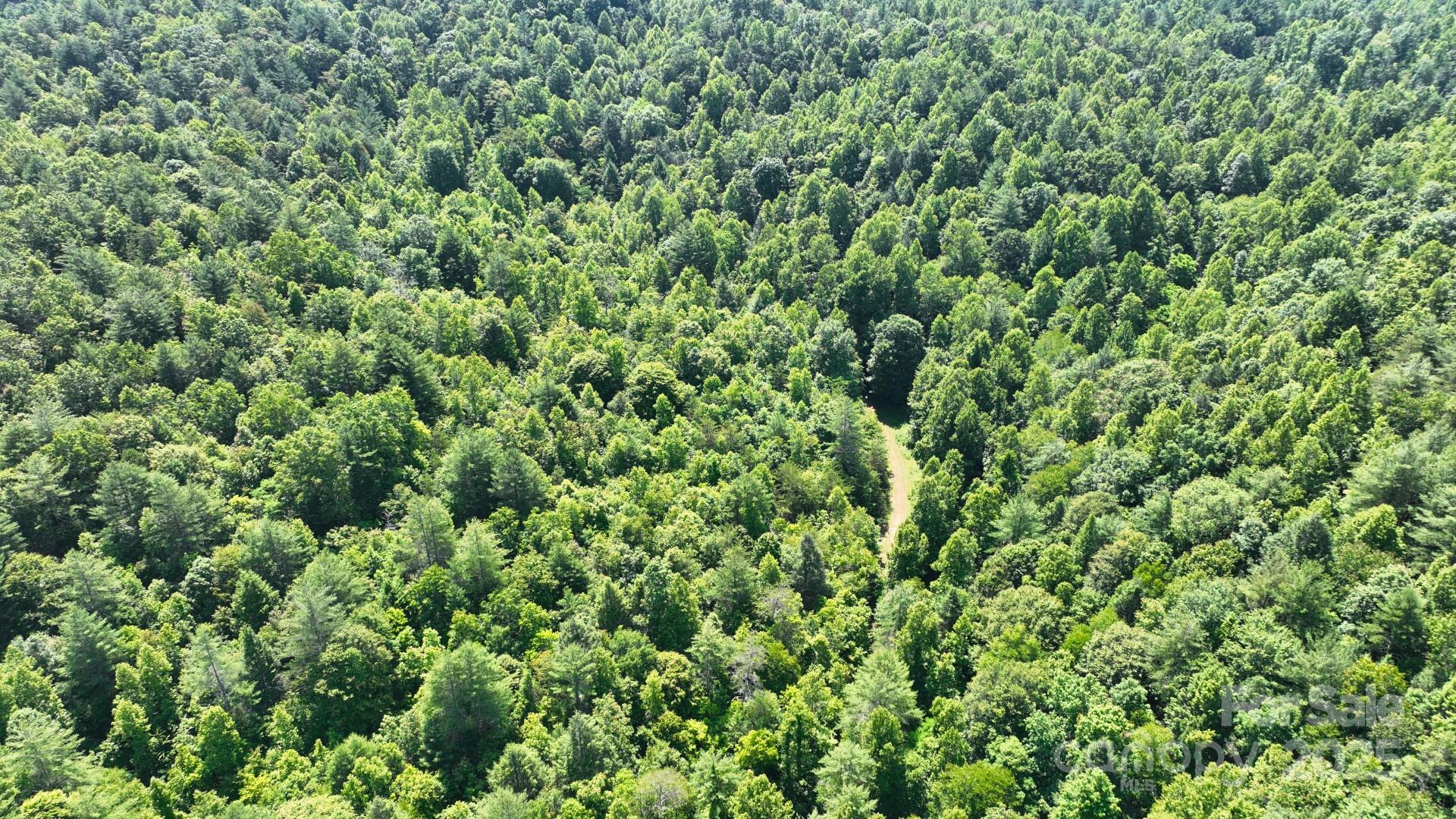 2941 Roby Martin Road Lenoir, NC 28645 - Photo 41 of 47 a view of a lush green forest
