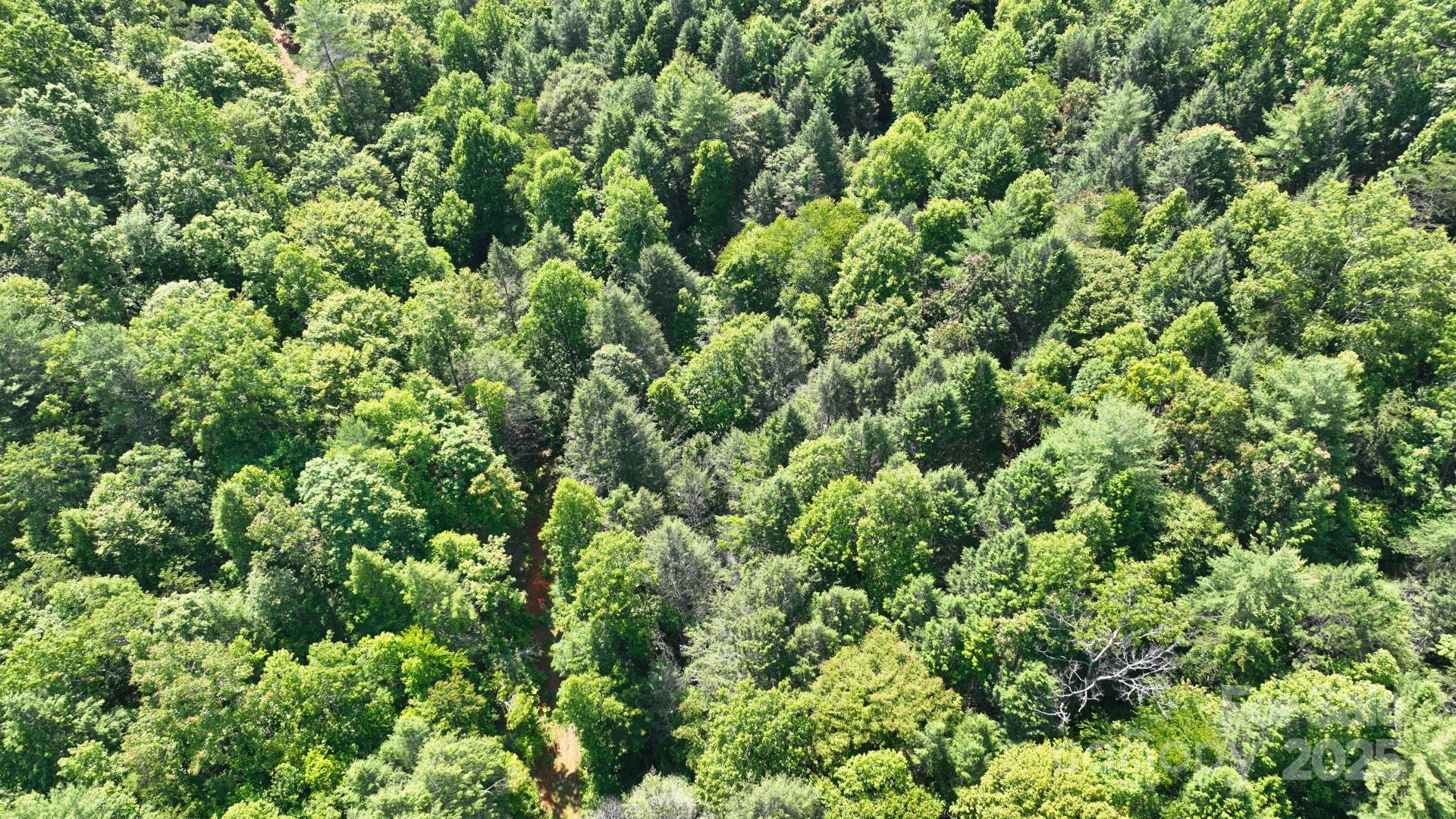 2941 Roby Martin Road Lenoir, NC 28645 - Photo 45 of 47 a view of a lush green forest