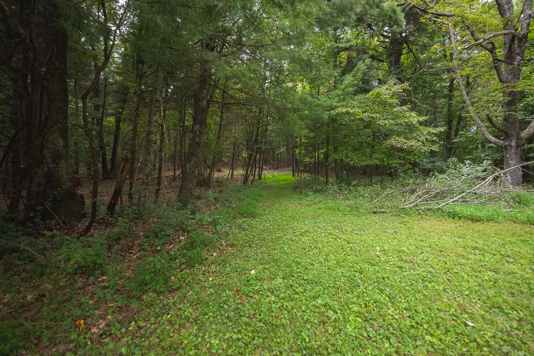 788 Jacks Mill Road Southeast Copper Hill, VA 24079 - Photo 54 of 73 DSC09545