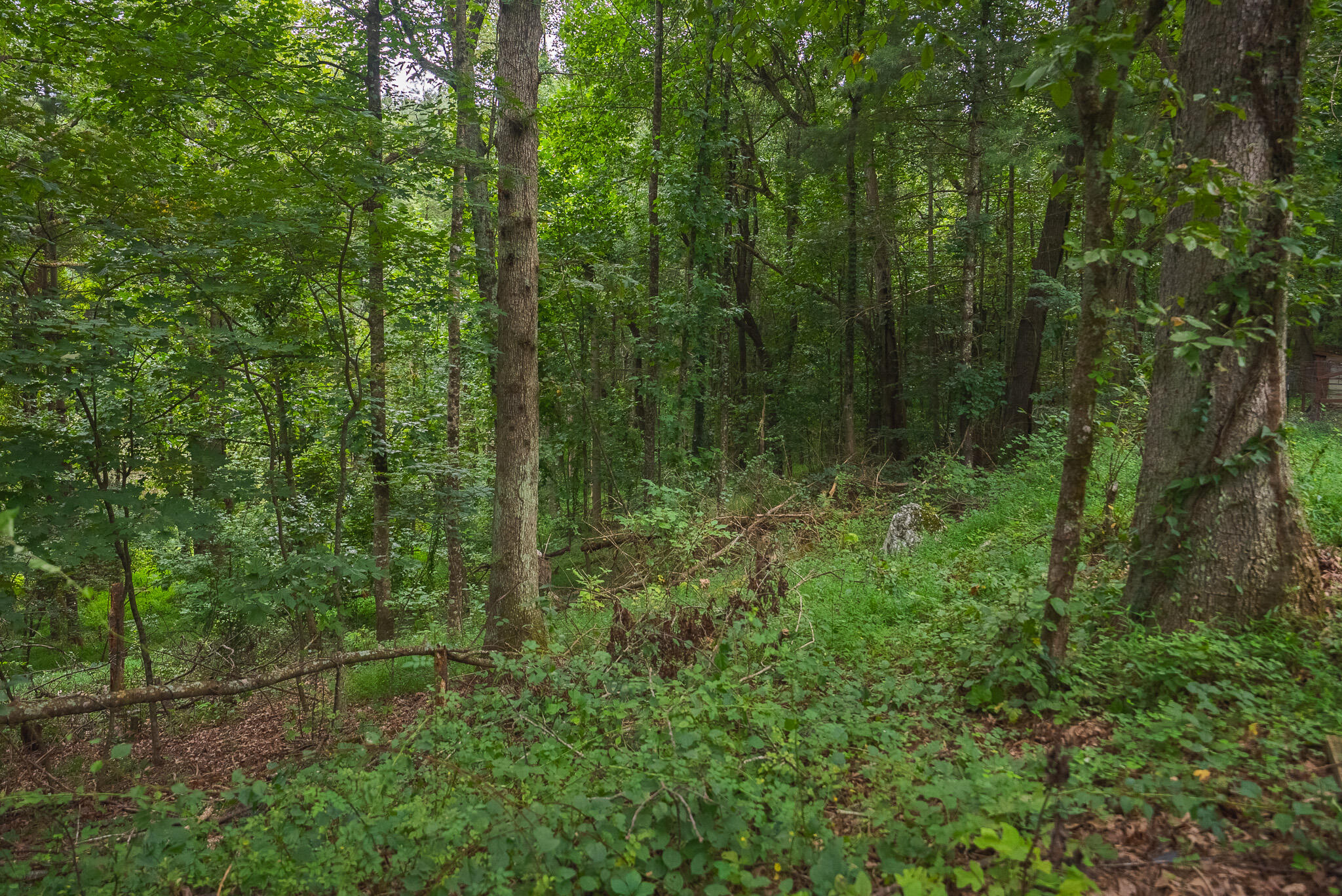 788 Jacks Mill Road Southeast Copper Hill, VA 24079 - Photo 60 of 73 DSC09552