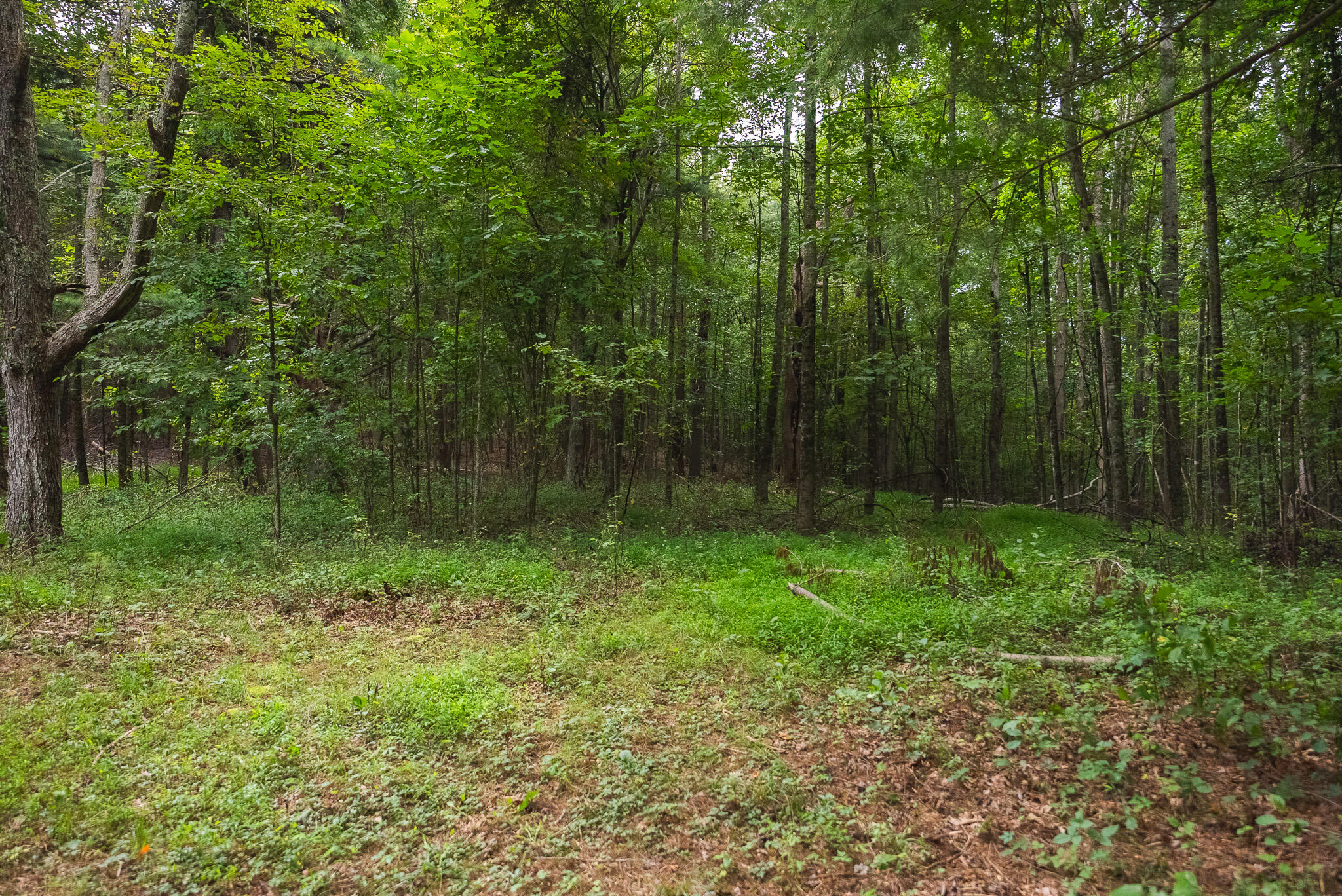 788 Jacks Mill Road Southeast Copper Hill, VA 24079 - Photo 63 of 73 DSC09555