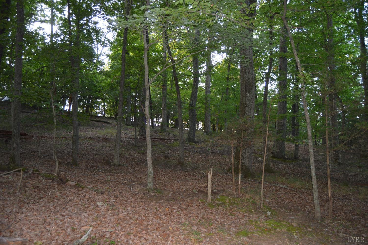 a view of a forest