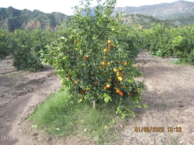 a view of a dry field with trees in the background