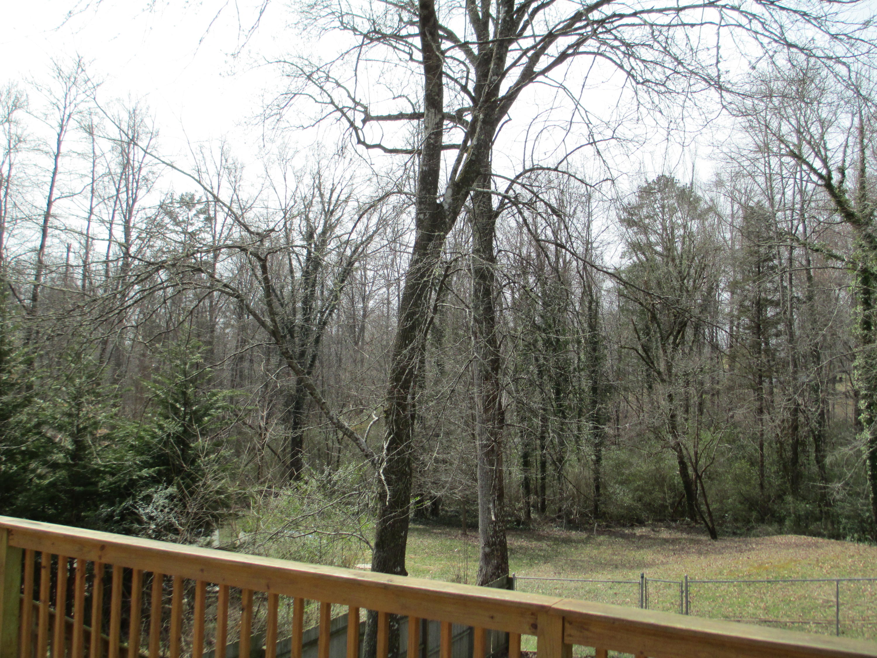 123 Nebraska Avenue Oak Ridge, TN 37830 - Photo 21 of 21 Backyard - Wooded Setting