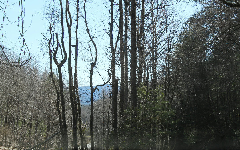 Bears Den Mountain Road Cherry Log, GA 30522 - Photo 1 of 1 Main View