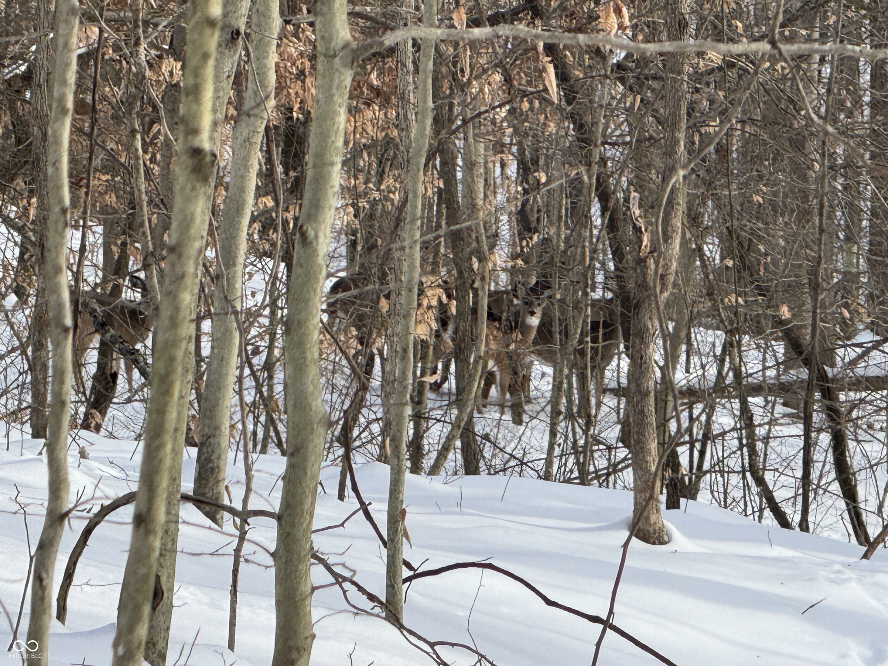 0 Southwest Side Morgan Lane Pekin, IN 47165 - Photo 5 of 11
