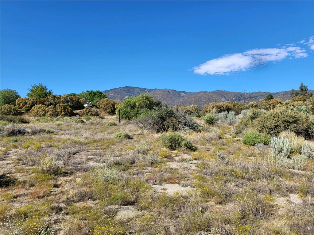 19 Old Forest Road Anza, CA 92539 - Photo 1 of 1 a view of a forest with mountains in the background