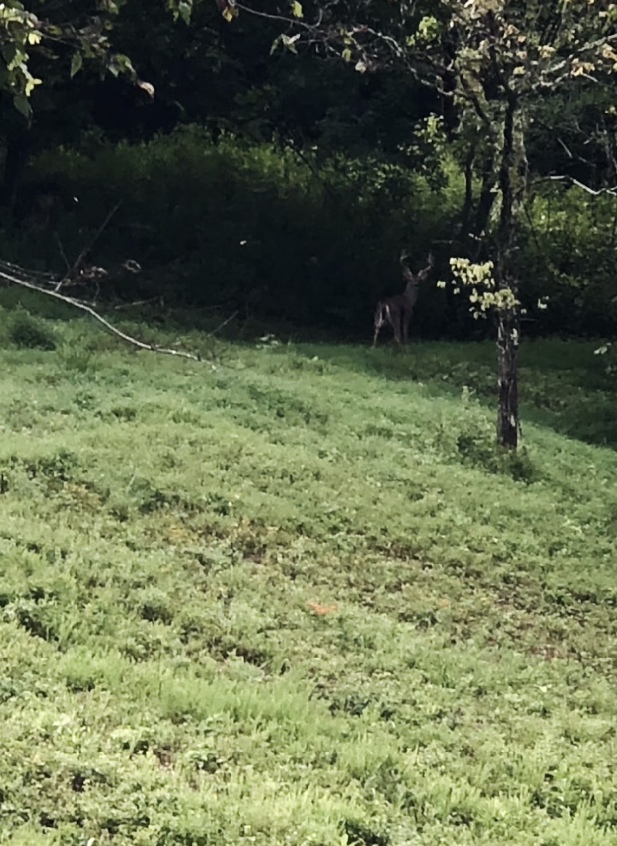 1302 Coosie Branch Road Cornersville, TN 37047 - Photo 6 of 7 a view of garden