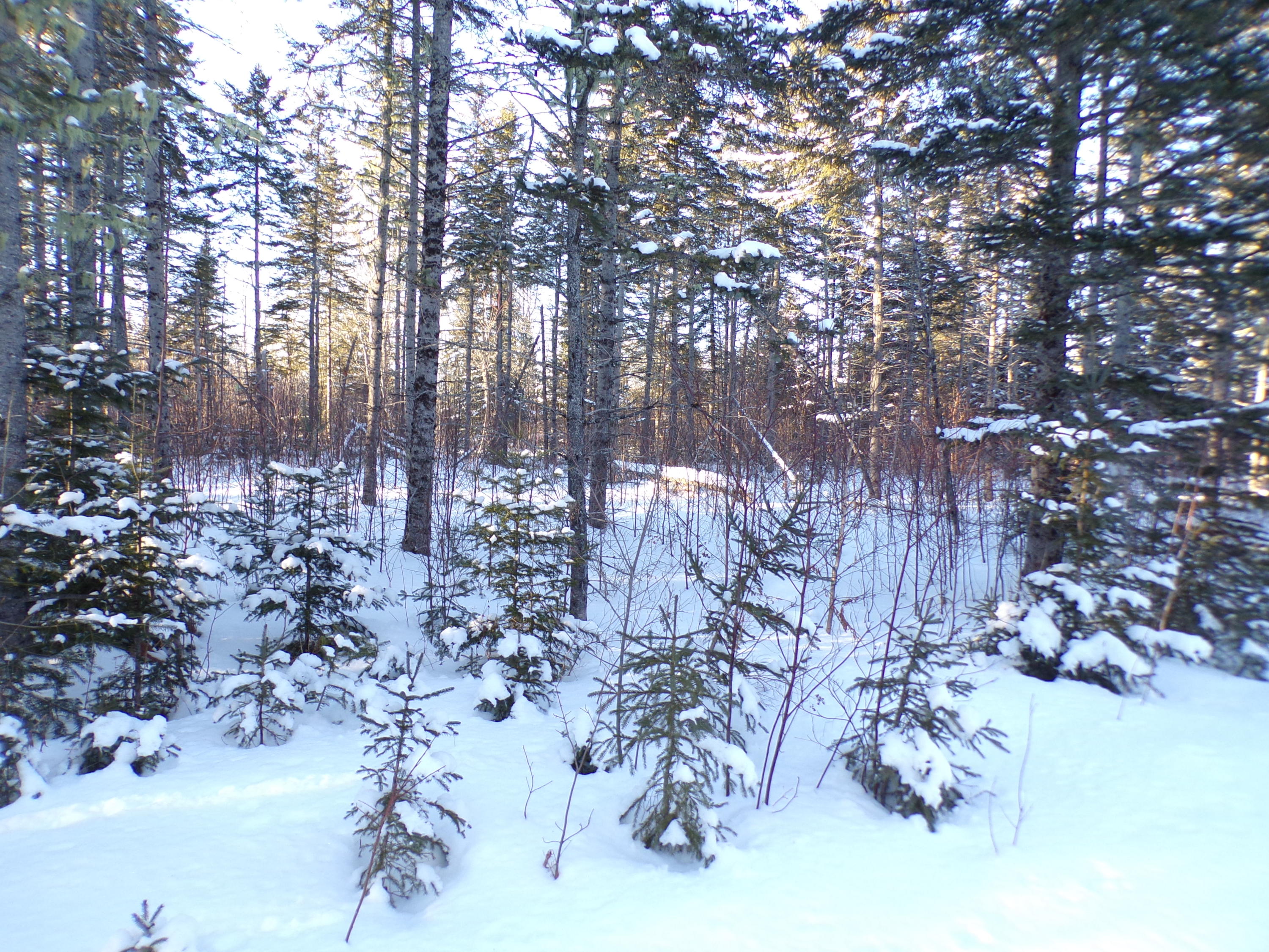 90 Lathrop Road Presque Isle, ME 04769 - Photo 21 of 31 mixed hard and soft woods