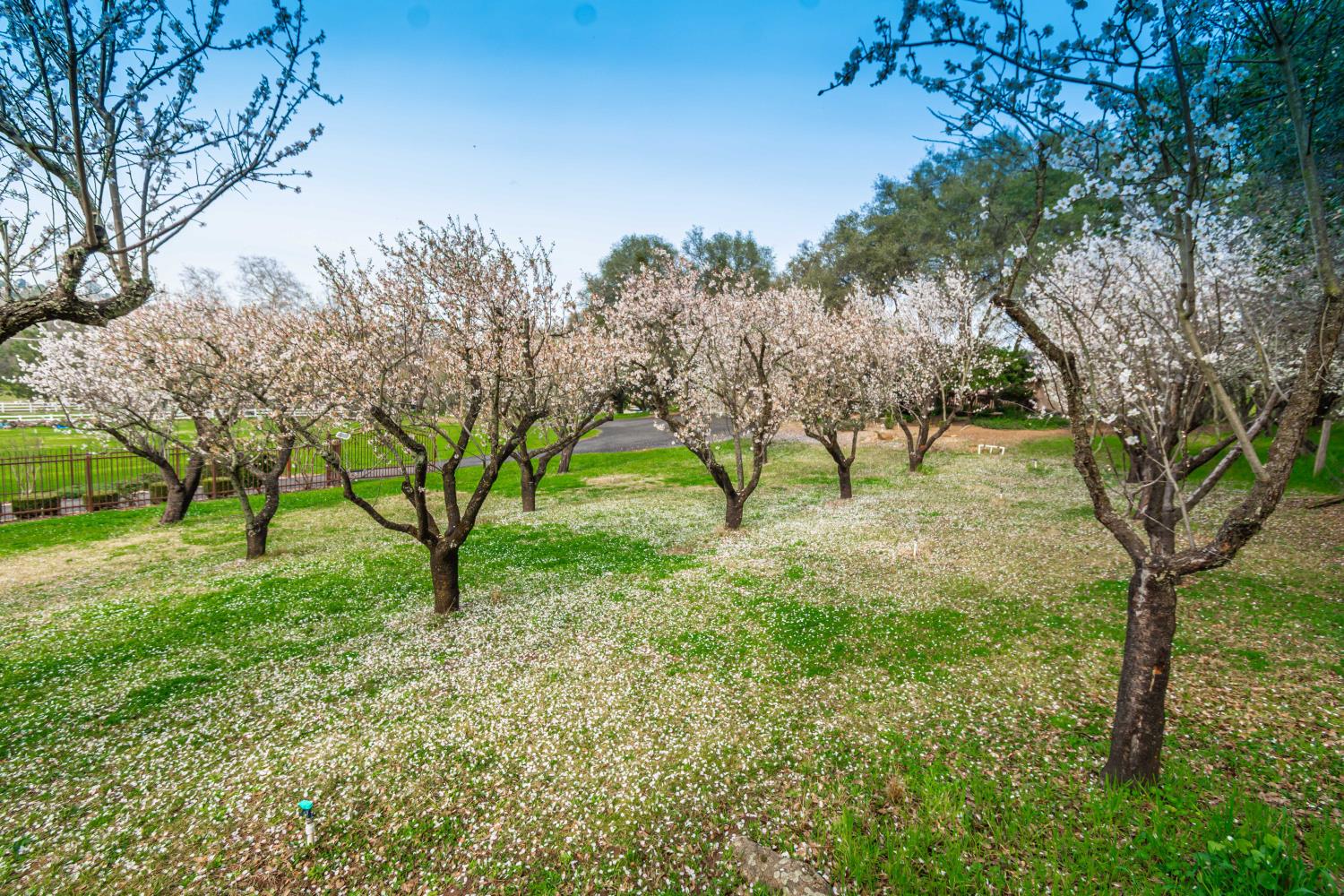 8065 Rock Springs Road Penryn, CA 95663 - Photo 88 of 89 Photo taken in March of almond orchard