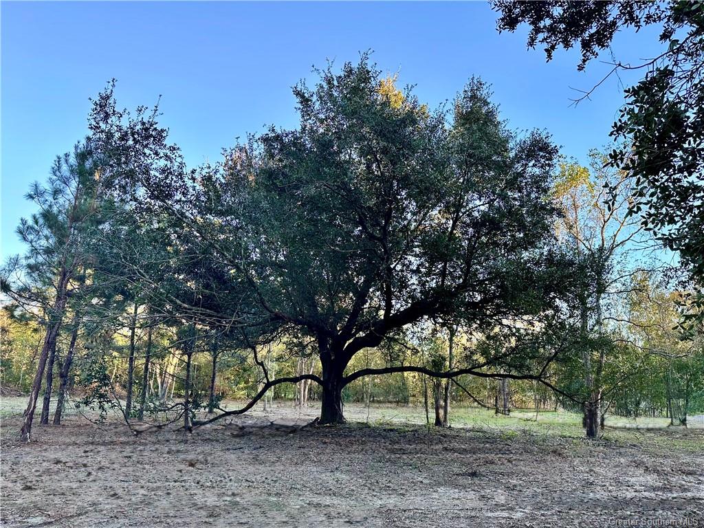 0 Tate Road Kinder, LA 70648 - Photo 8 of 9