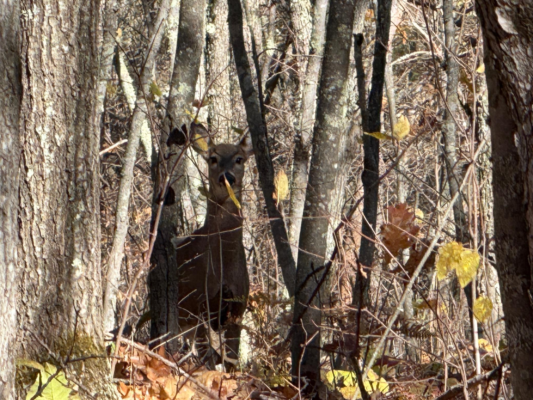 Tbd French Road Chisholm, MN 55719 - Photo 22 of 104