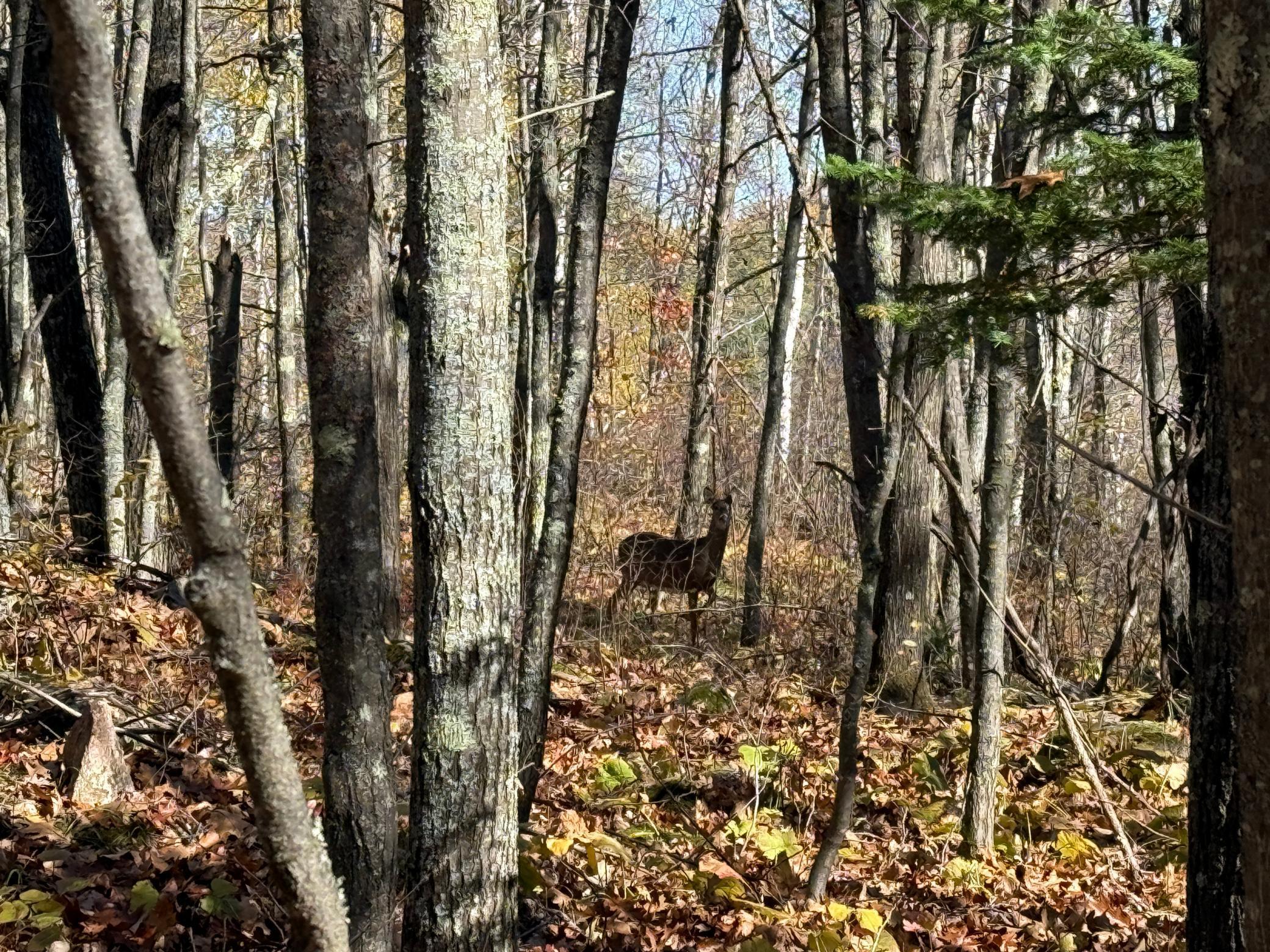 Tbd French Road Chisholm, MN 55719 - Photo 23 of 104