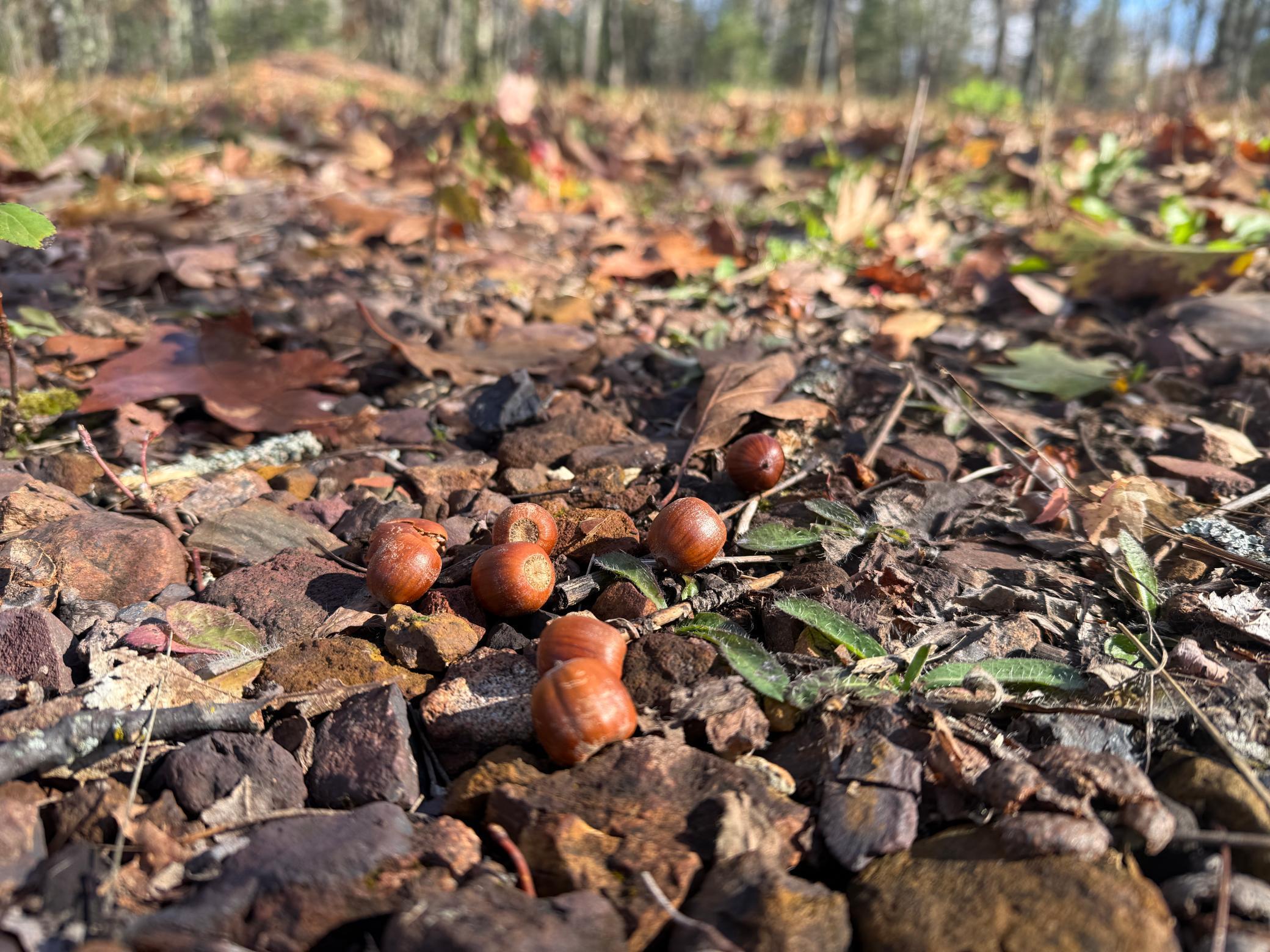Tbd French Road Chisholm, MN 55719 - Photo 30 of 104
