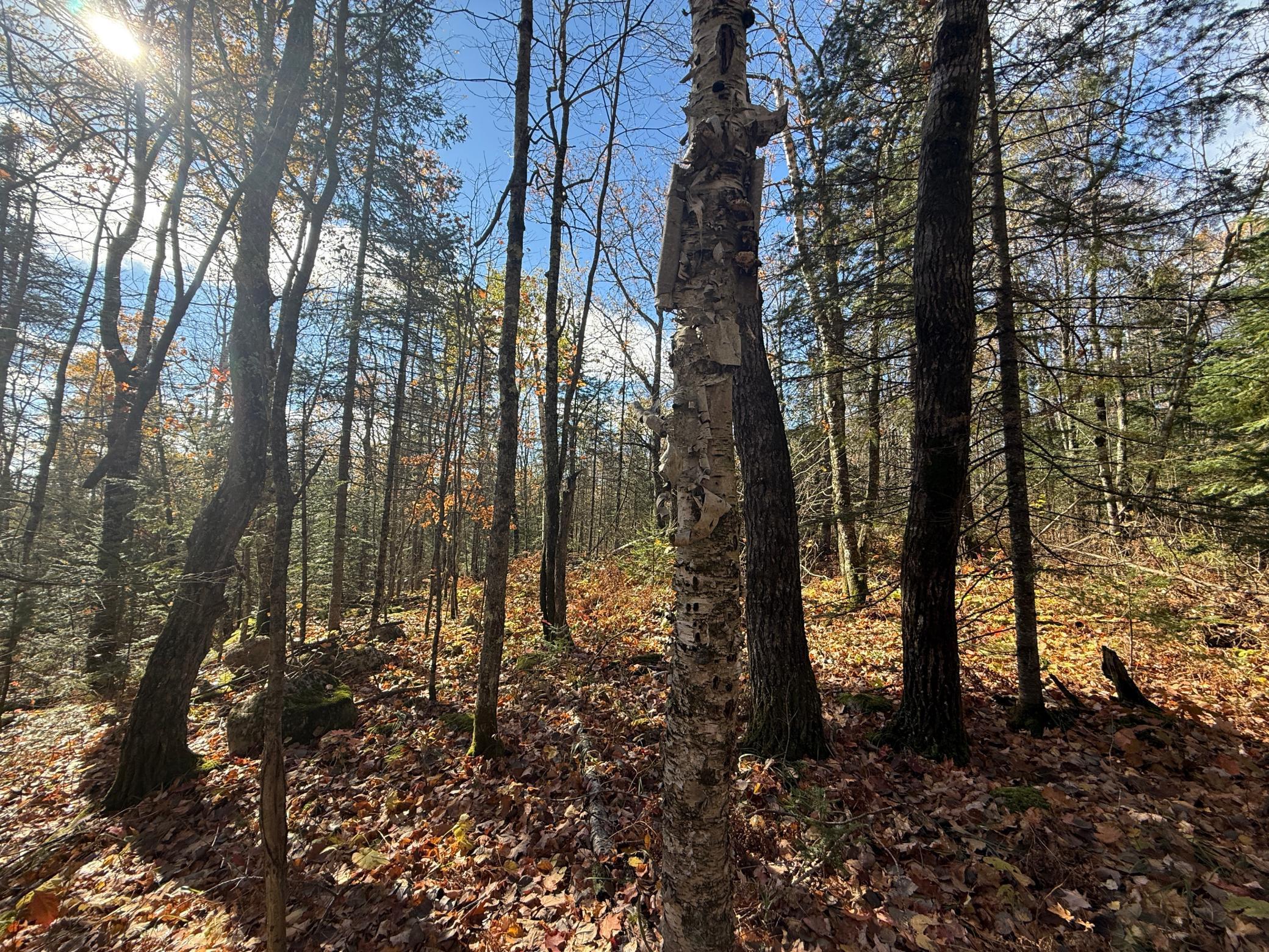 Tbd French Road Chisholm, MN 55719 - Photo 47 of 104