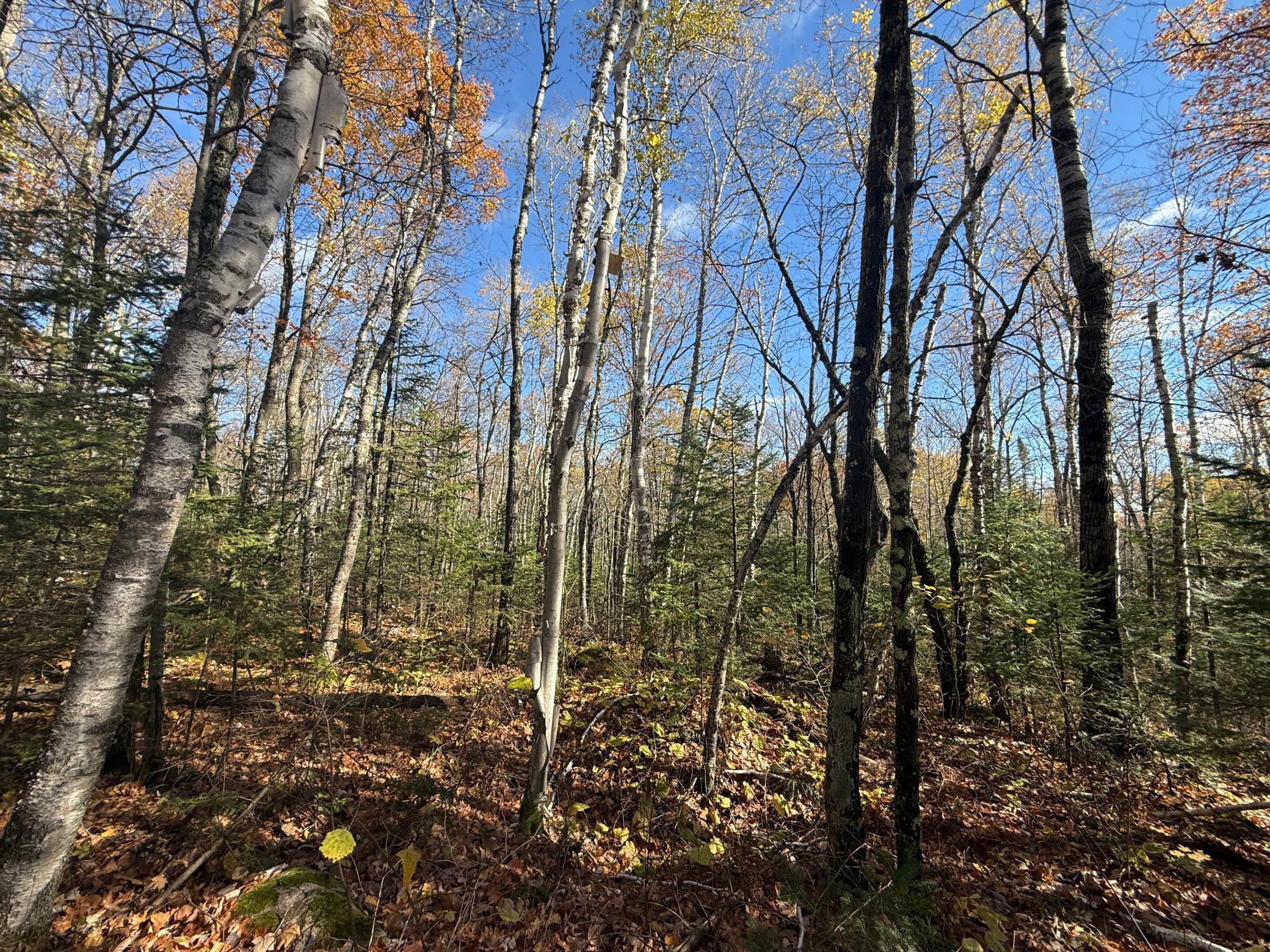 Tbd French Road Chisholm, MN 55719 - Photo 48 of 104