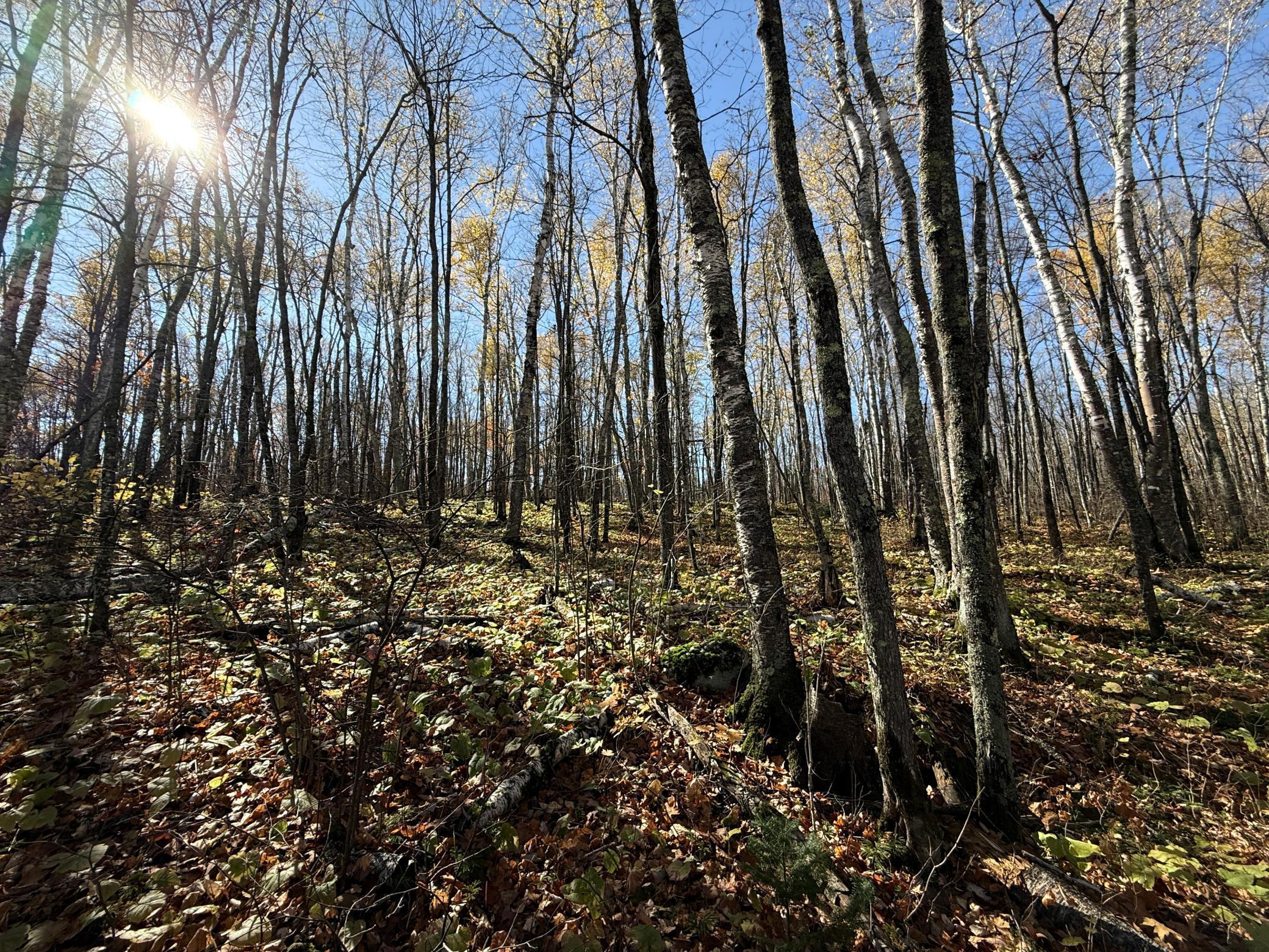 Tbd French Road Chisholm, MN 55719 - Photo 77 of 104