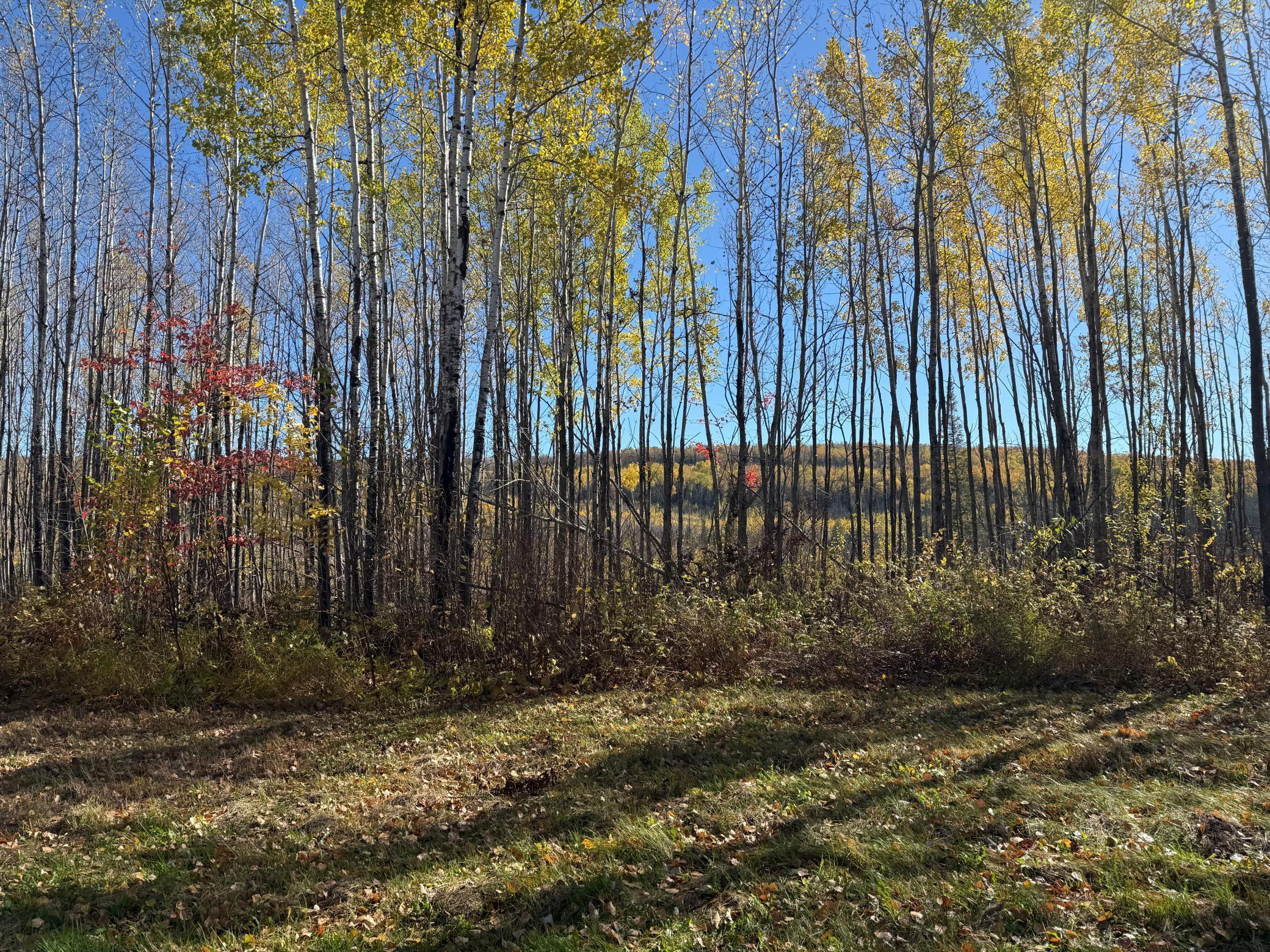 Tbd French Road Chisholm, MN 55719 - Photo 95 of 104