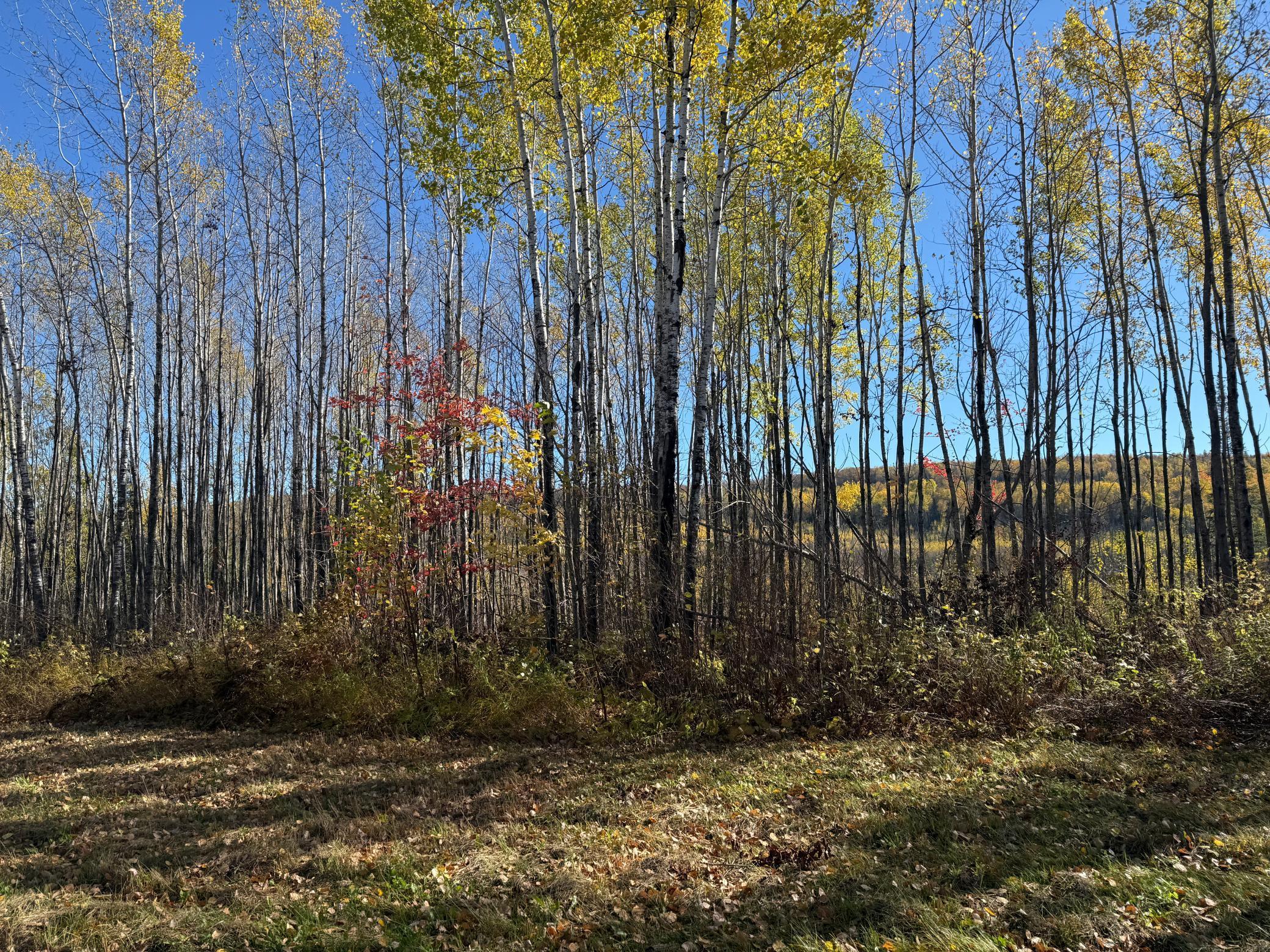 Tbd French Road Chisholm, MN 55719 - Photo 96 of 104