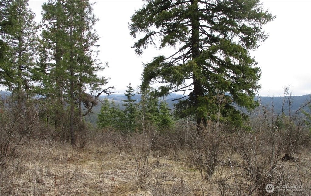 18-xxx East Miner Road Mead, WA 99021 - Photo 23 of 40 a view of a forest