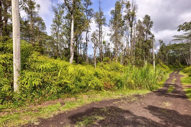 a view of a yard with trees