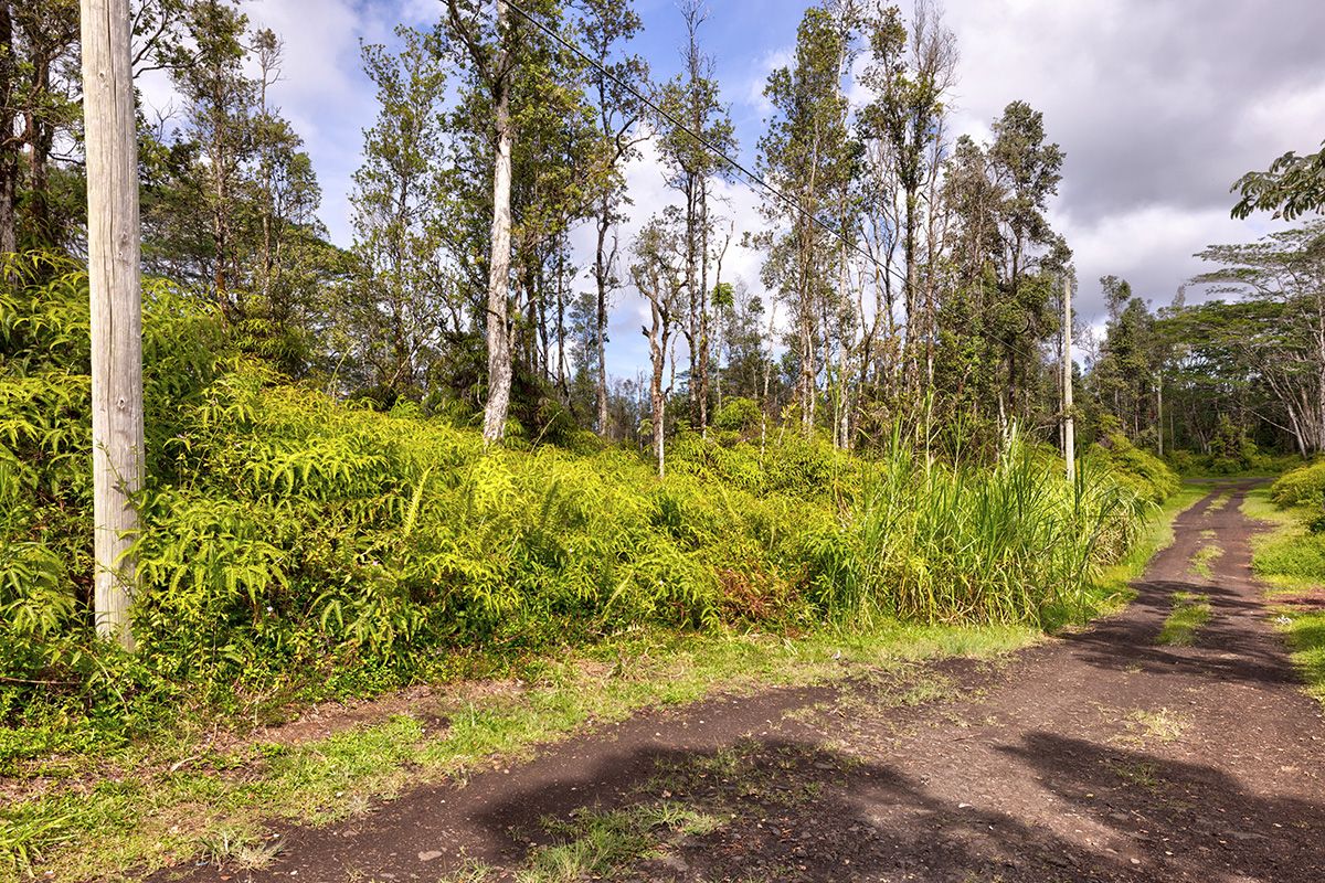 a view of a yard with trees