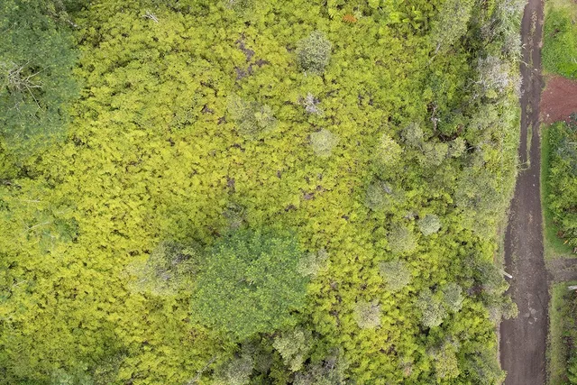 a view of a small yard with a tree